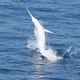 Illustration for article titled Extremely rare albino blue marlin caught on camera for the first time